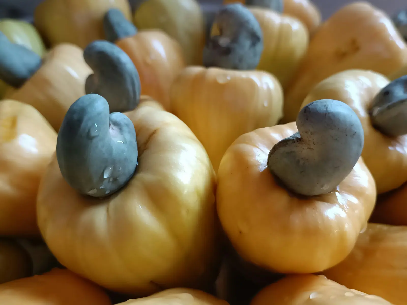 Fresh cashew apples with attached nuts