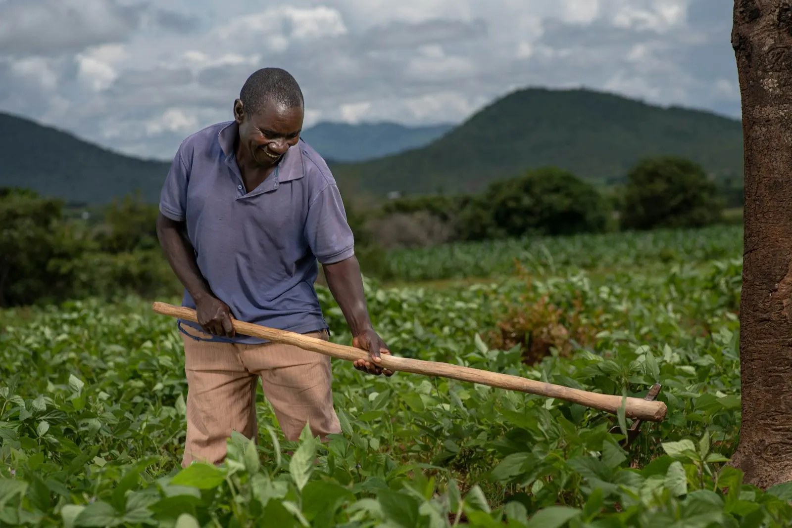 A Ghanaian farmer tending crops in the field