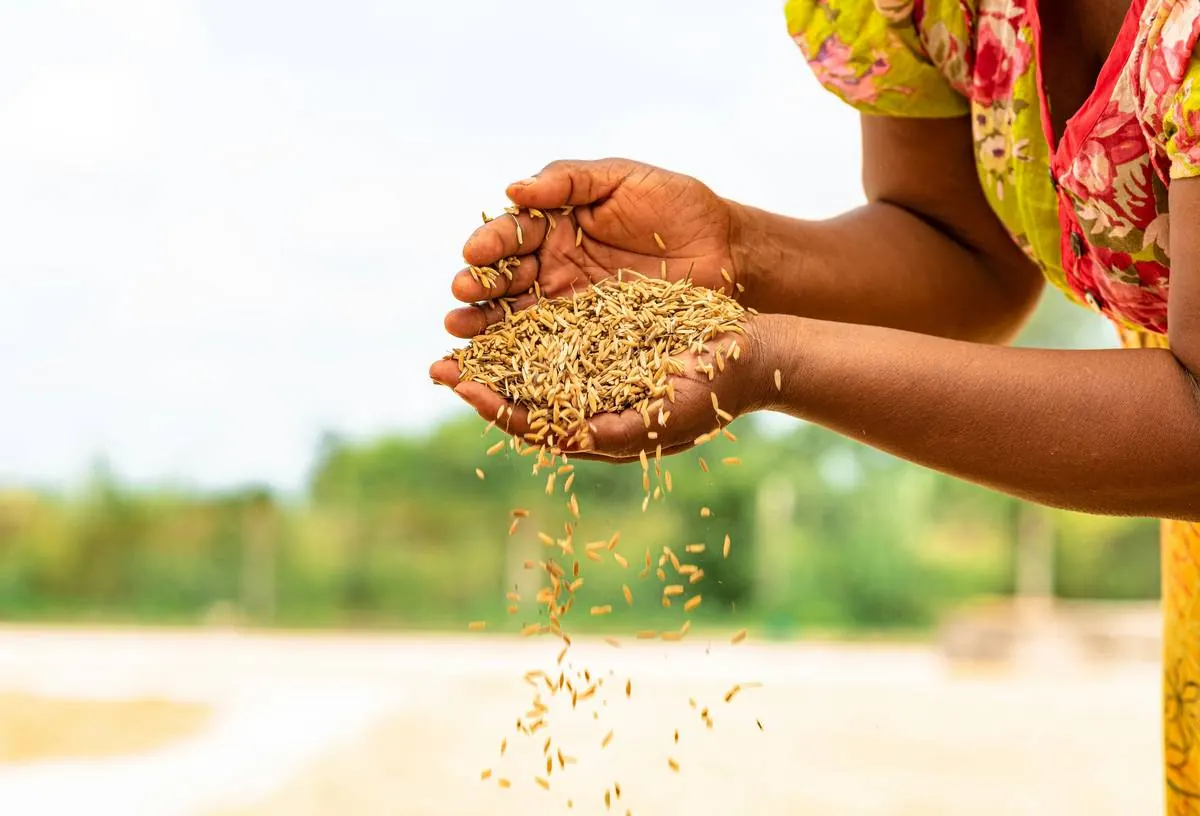 Traditional grain winnowing after harvest