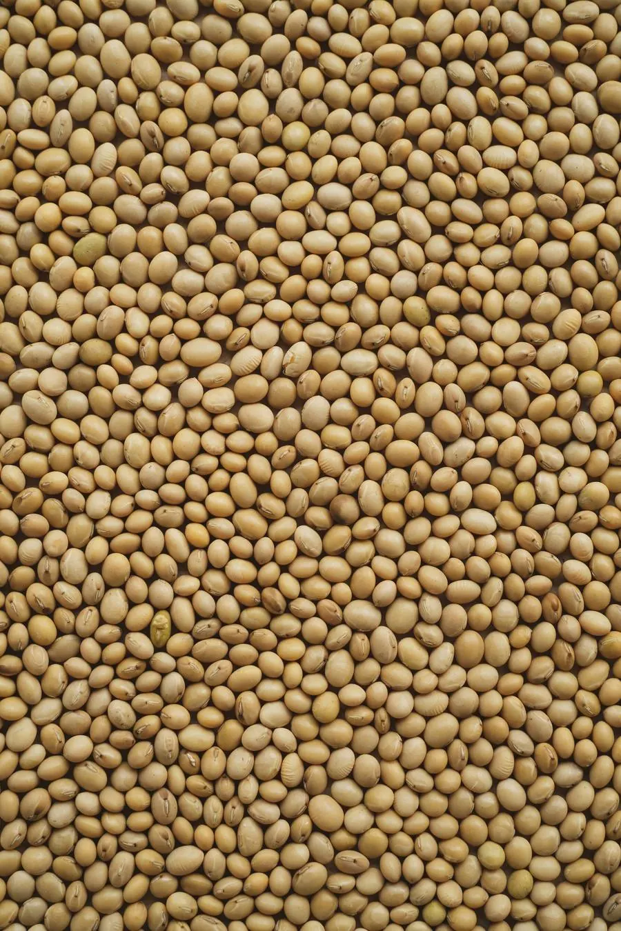 Organic Soybeans — Natura Agrobrand